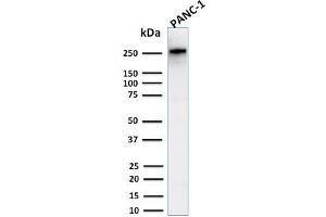 Western Blotting (WB) image for anti-Spectrin, Beta, Non-erythrocytic 2 (SPTBN2) (AA 356-475) antibody (ABIN6940656)
