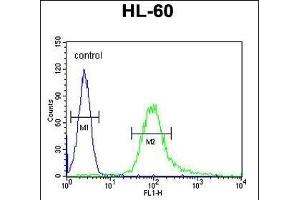 B3GNT4 Antibody (Center) (ABIN654653 and ABIN2844349) flow cytometric analysis of HL-60 cells (right histogram) compared to a negative control cell (left histogram). (B3GNT4 antibody  (AA 233-260))