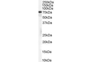 ABIN185659 (2µg/ml) staining of A431 cell lysate (35µg protein in RIPA buffer). (Hsc70 antibody  (Internal Region))