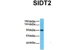 Host:  Rabbit  Target Name:  SIDT2  Sample Tissue:  Human Fetal Liver  Antibody Dilution:  1.