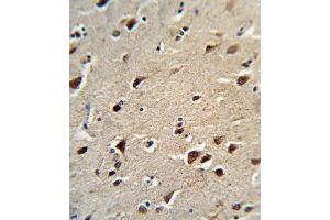 Immunohistochemistry (IHC) image for anti-Ornithine Aminotransferase (OAT) antibody (ABIN3003953) (OAT antibody)