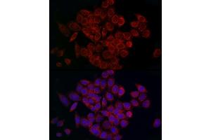 Immunofluorescence analysis of HeLa cells using MCU Rabbit pAb (ABIN7268549) at dilution of 1:200 (40x lens). (MCU antibody  (AA 1-351))