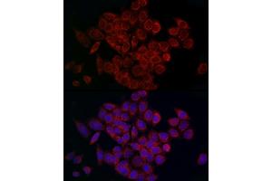 Immunofluorescence analysis of HeLa cells using MCU Rabbit pAb (ABIN7268549) at dilution of 1:200 (40x lens).
