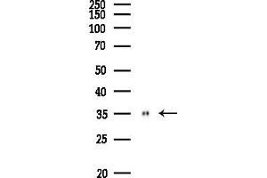 anti-Myelin Protein Zero (MPZ) (C-Term) antibody