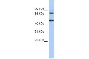Western Blotting (WB) image for anti-Zinc Finger and BTB Domain Containing 26 (ZBTB26) antibody (ABIN2458402) (ZBTB26 antibody)