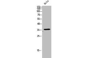 Western Blot analysis of HeLa cells using Olfactory receptor 2D3 Polyclonal Antibody (OR2D3 antibody  (C-Term))