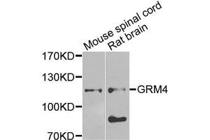 Western blot analysis of extracts of mouse spinal cord and rat brain cells, using GRM4 antibody. (Metabotropic Glutamate Receptor 4 antibody)