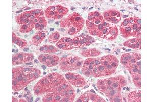 Anti-PEN2 antibody IHC of human adrenal. (PEN2 antibody  (N-Term))