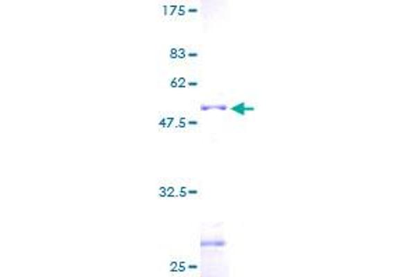 Zinc Finger Protein 22 Protein (ZNF22) (AA 1-224) (GST tag)