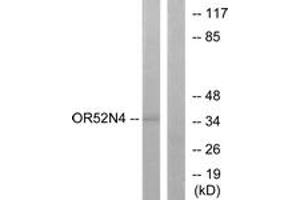 Western blot analysis of extracts from HeLa cells, using OR52N4 Antibody.