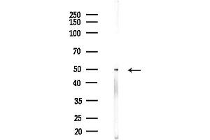 Western blot analysis of lysates from (LPS, 4h treatment), using SLC35 Antibody at 1/1000 dilution.