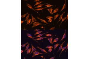 Immunofluorescence analysis of L929 cells using NXN antibody (ABIN7269054) at dilution of 1:100. (NXN antibody  (AA 100-280))