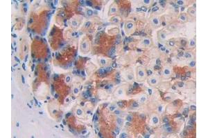 IHC-P analysis of Mouse Stomach Tissue, with DAB staining. (Aconitase 1 antibody  (AA 527-719))