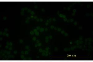 Immunofluorescence of monoclonal antibody to FOLH1 on K-562 cell . (PSMA antibody  (AA 1-719))