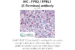 Image no. 2 for anti-Formyl Peptide Receptor 2 (FPR2) (C-Term) antibody (ABIN1734457) (FPR2 antibody  (C-Term))