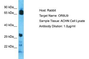 Host: Rabbit Target Name: OR8U9 Sample Type: ACHN Whole Cell lysates Antibody Dilution: 1. (OR8U9 antibody  (C-Term))