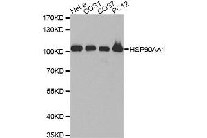 Western blot analysis of extracts of various cell lines, using HSP90AA1 antibody. (HSP90AA1 antibody)