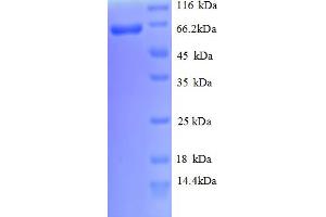 Cadherin 12 Protein (AA 56-605, partial) (His tag)