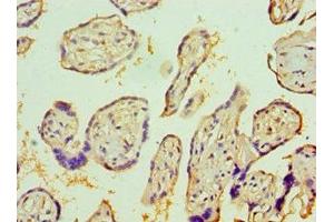 Immunohistochemistry of paraffin-embedded human placenta tissue using ABIN7156743 at dilution of 1:100 (IL1R1 antibody  (AA 18-320))