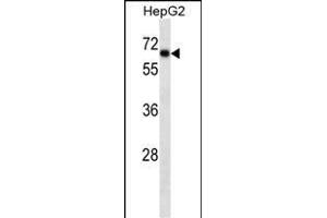 SOX9 Antibody ABIN1539824 western blot analysis in HepG2 cell line lysates (35 μg/lane). (SOX9 antibody  (AA 41-70))