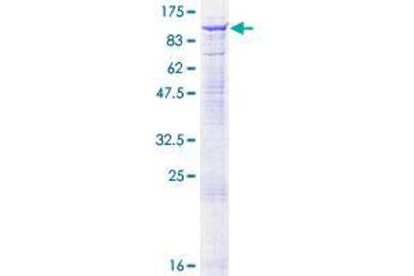 Sema4a Protein (AA 1-761) (GST tag)