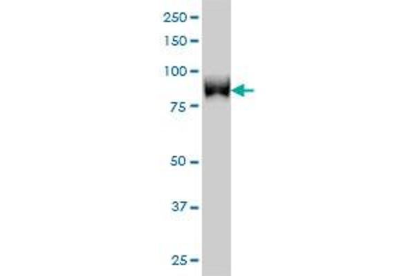 TLK1 antibody  (AA 111-230)