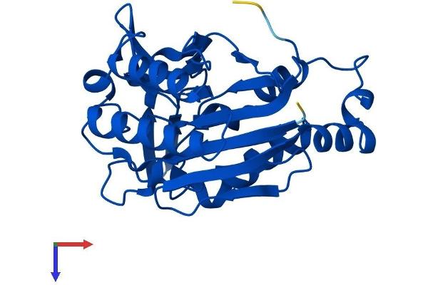 NIT2 Protein (AA 1-276) (His tag)