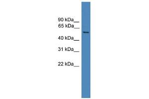 WB Suggested Anti-FAM71A Antibody Titration: 0.