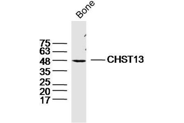 CHST13 antibody  (AA 151-250)