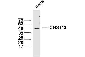 Mouse bone lysates probed with CHST13 Polyclonal Antibody, Unconjugated  at 1:300 dilution and 4˚C overnight incubation.