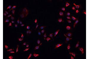 ABIN6276785 staining HepG2? (OLR1 antibody  (N-Term))