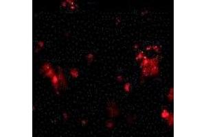 Immunofluorescence (IF) image for anti-Tumor Necrosis Factor Receptor Superfamily, Member 10c (TNFRSF10C) (2nd Extracellular Domain) antibody (ABIN1030838) (DcR1 antibody  (2nd Extracellular Domain))