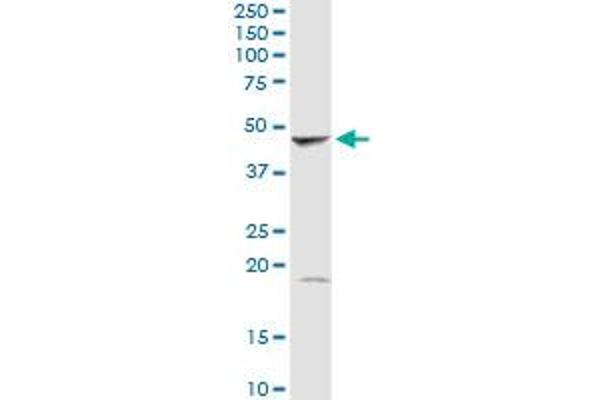 GMDS antibody  (AA 1-372)