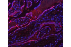 IF analysis of ATP5F1A using anti-ATP5F1A antibody (ABIN7599823). (ATP5F1A (AA 12-520) antibody)