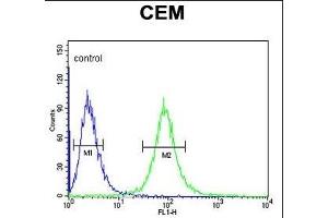 CD46 Antibody (C-term) (ABIN650982 and ABIN2840022) flow cytometric analysis of CEM cells (right histogram) compared to a negative control cell (left histogram). (CD46 antibody  (C-Term))