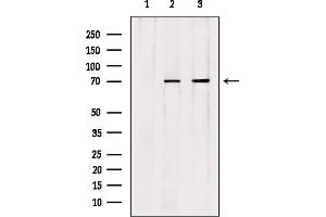 Western blot analysis of extracts from various samples, using Cdc16 Antibody.