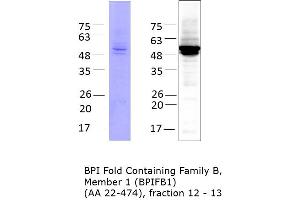Quality Control Images: Western Blotting + SDS-PAGE (BPIFB1 Protein (AA 22-474) (His tag))