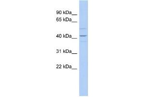 WB Suggested Anti-WNT2 Antibody Titration:  0. (WNT2 antibody  (Middle Region))