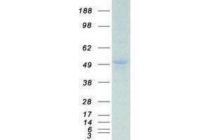 Western Blotting (WB) image for Pre-B-Cell Leukemia Homeobox Protein 1 (PBX1) protein (Myc-DYKDDDDK Tag) (ABIN2729562)