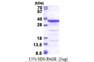 SDS-PAGE (SDS) image for TAF15 RNA Polymerase II, TATA Box Binding Protein (TBP)-Associated Factor, 68kDa (TAF15) (AA 148-406) protein (His tag) (ABIN5778810) (TAF15 Protein (AA 148-406) (His tag))