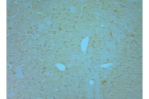 IHC on paraffin sections of mouse olfactory bulb tissue using Goat antibody to NOS1: . (NOS1 antibody  (C-Term))