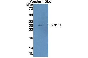 Figure. (Ancient Ubiquitous Protein 1 antibody  (AA 201-410))