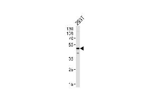 YBX1 Antibody (Center) (ABIN1882002 and ABIN2838896) western blot analysis in 293T cell line lysates (35 μg/lane). (YBX1 antibody  (AA 149-178))