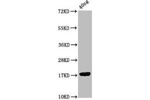 Western Blot Positive WB detected in Recombinant protein All lanes: ORF7 antibody at 2. (ORF7 (AA 1-123) antibody)