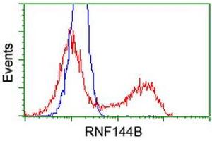 Image no. 1 for anti-Ring Finger Protein 144B (RNF144B) (AA 1-256) antibody (ABIN1490644) (RNF144B antibody  (AA 1-256))