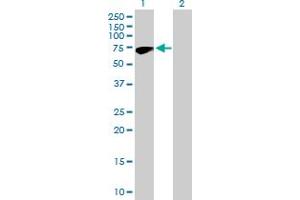 Western Blot analysis of ZNF317 expression in transfected 293T cell line by ZNF317 MaxPab polyclonal antibody. (ZNF317 antibody  (AA 1-595))