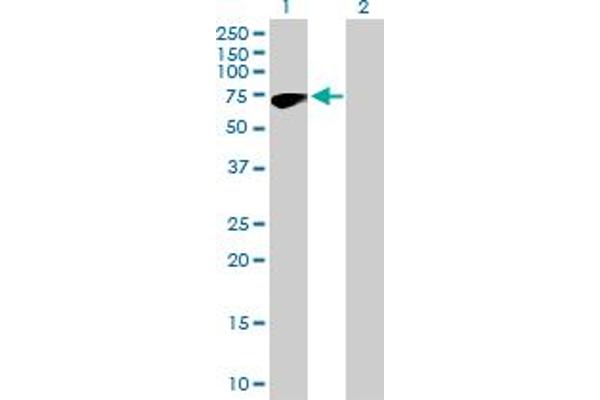 ZNF317 antibody  (AA 1-595)