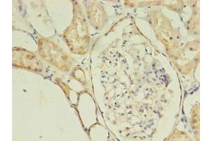 Immunohistochemistry of paraffin-embedded human kidney tissue using ABIN7175077 at dilution of 1:100 (C1ORF53 antibody  (AA 46-116))