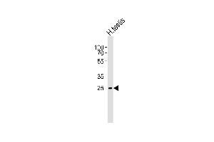 Western blot analysis of lysate from human testis tissue lysate, using C1orf201 Antibody (C-term) (ABIN6244328 and ABIN6577534). (STPG1 antibody  (C-Term))