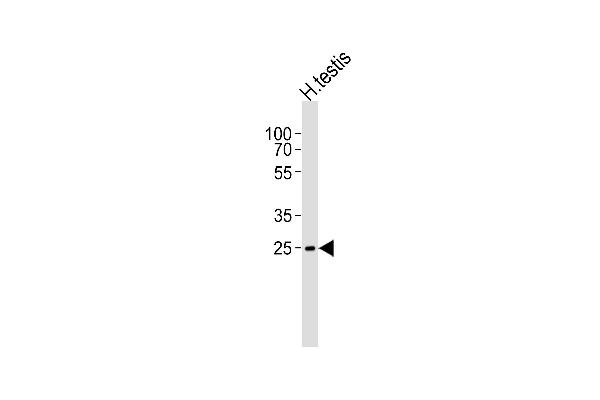 STPG1 Antikörper  (C-Term)